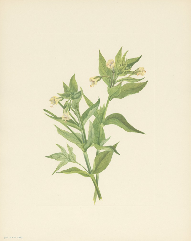 Mary Vaux Walcott - Yellow Willow-weed (Epilobium lutem)