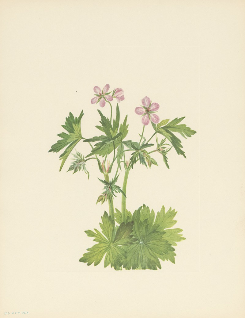 Mary Vaux Walcott - Western Cranesbill (Geranium viscosissimum)
