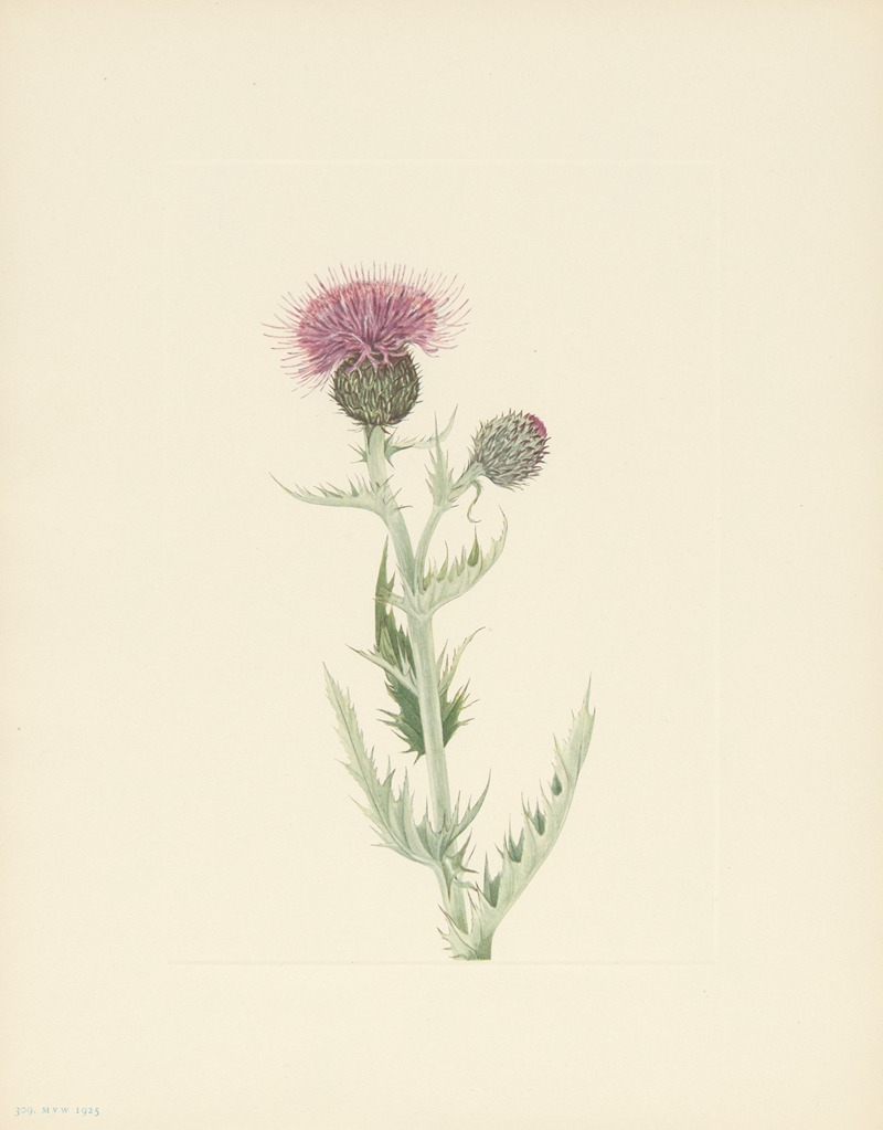 Mary Vaux Walcott - Prairie Thistle (Cirsium undulatum)