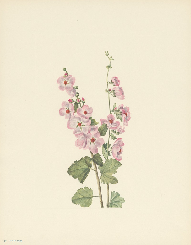 Mary Vaux Walcott - Orange-eye Globemallow (Sphaeralcea davidsonii)