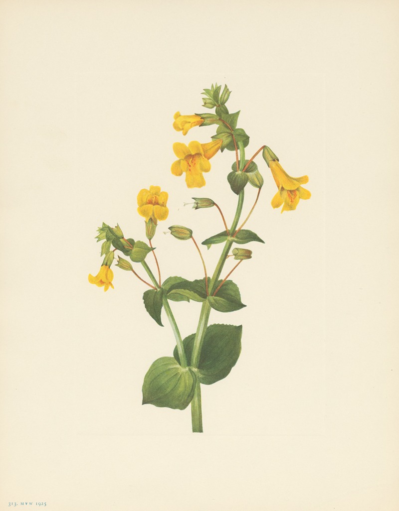 Mary Vaux Walcott - Western Monkeyflower (Mimulus guttatus)