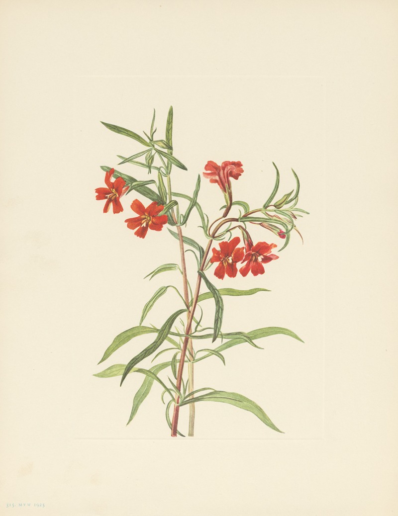 Mary Vaux Walcott - Red Monkeyflower (Diplacus puniceus)