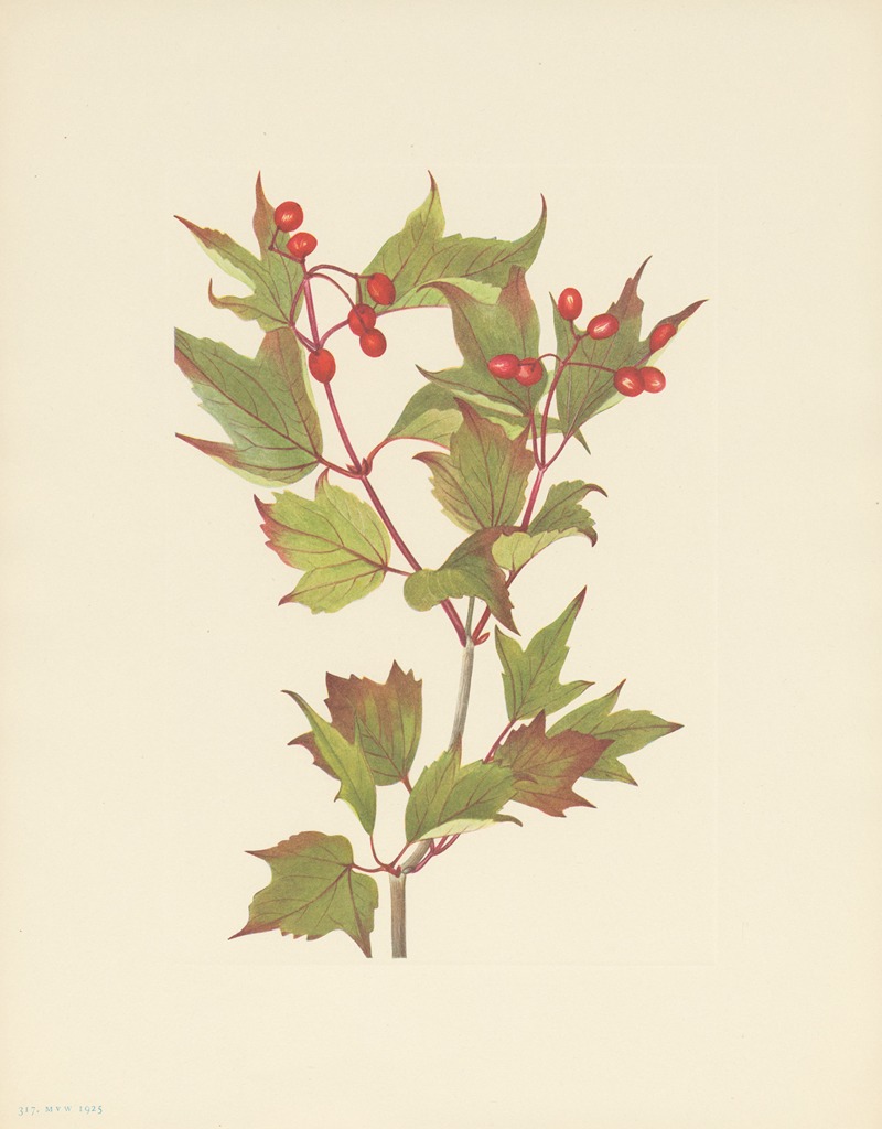 Mary Vaux Walcott - Cranberrybush (Viburnum pauciflorum)