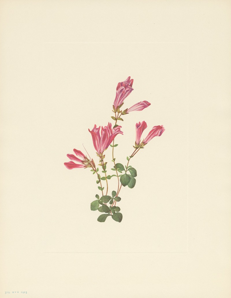 Mary Vaux Walcott - Menzies Pentstemon (Pentstemon menziesii)