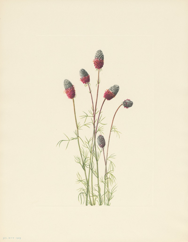 Mary Vaux Walcott - Purple Prairieclover (Petalostemon purpureum)