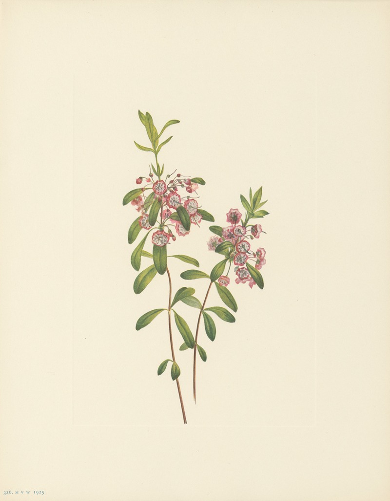 Mary Vaux Walcott - Lambkill (Kalmia angustifolia)