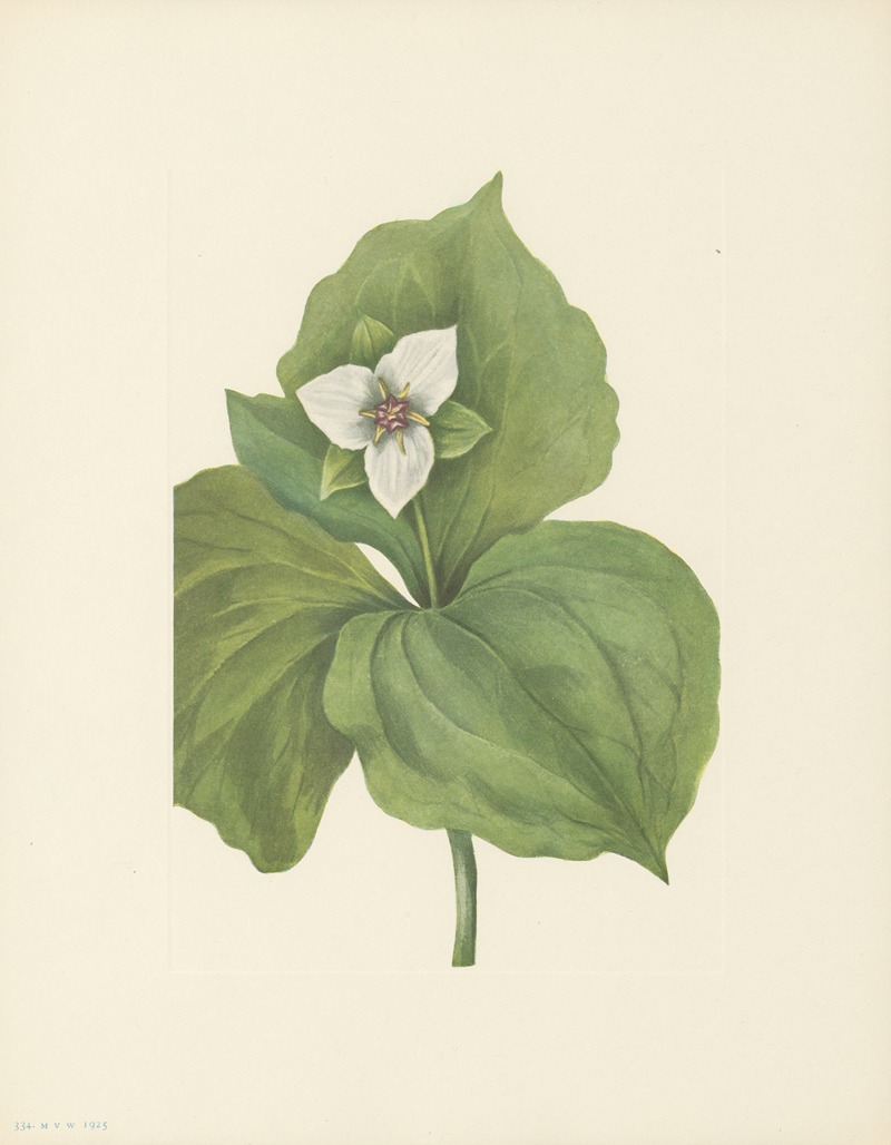 Mary Vaux Walcott - Wax Trillium (Trillium album)