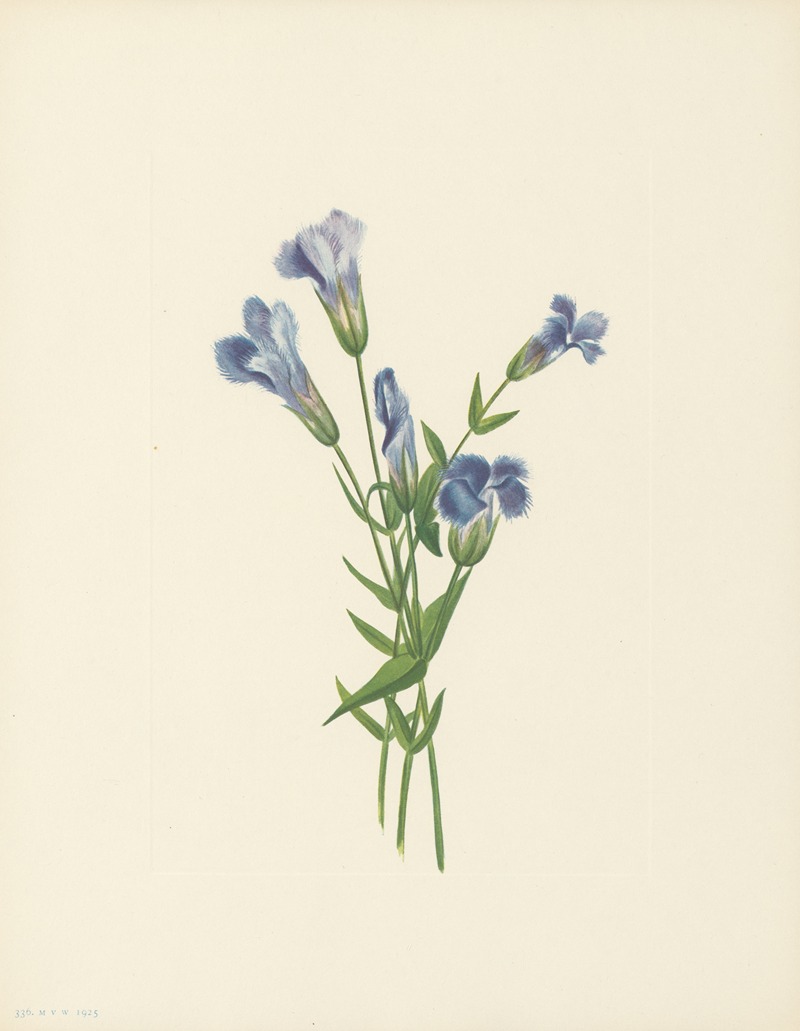 Mary Vaux Walcott - Fringed Gentian (Gentiana crinita)