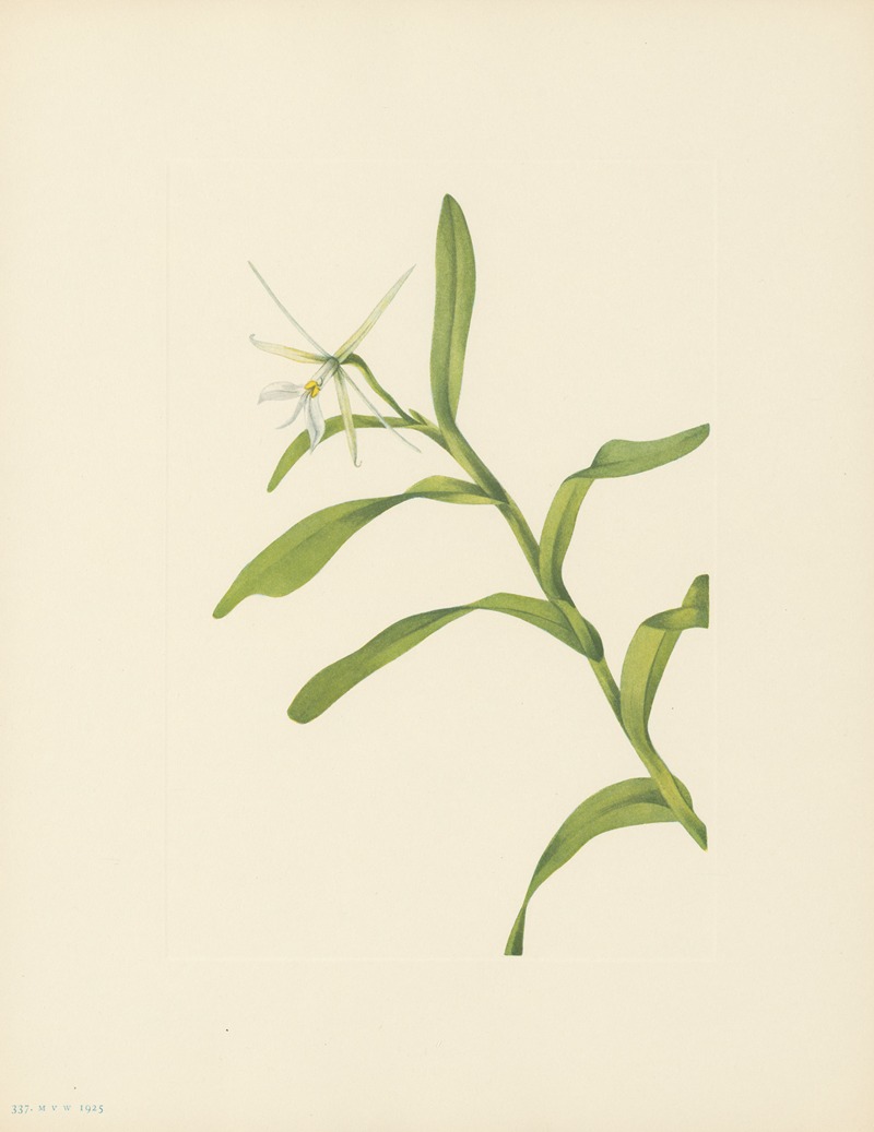 Mary Vaux Walcott - White Epidendrum (Epidendrum nocturnum)