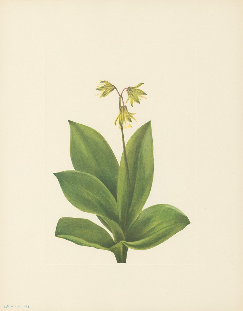 Mary Vaux Walcott - Bluebead (Clintonia borealis)