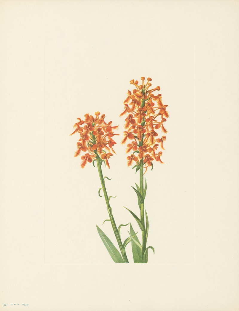 Mary Vaux Walcott - Yellow Fringeorchid (Habenaria ciliaris)