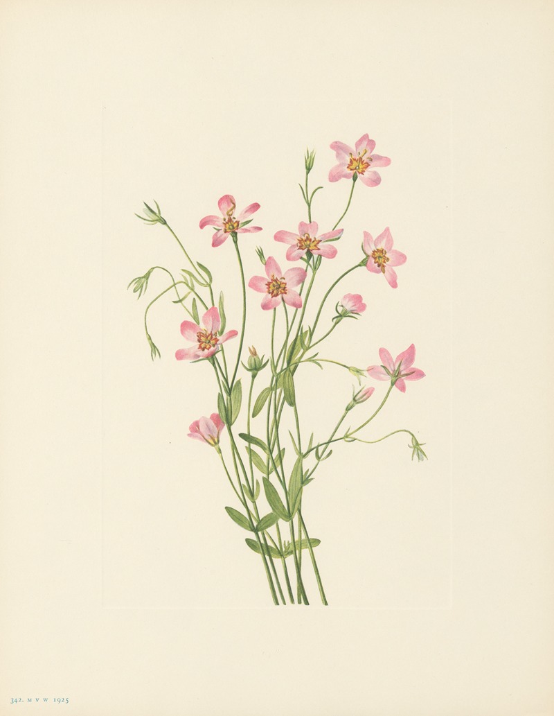 Mary Vaux Walcott - Saltmarsh Rosegentian (Sabbatia stellaris)