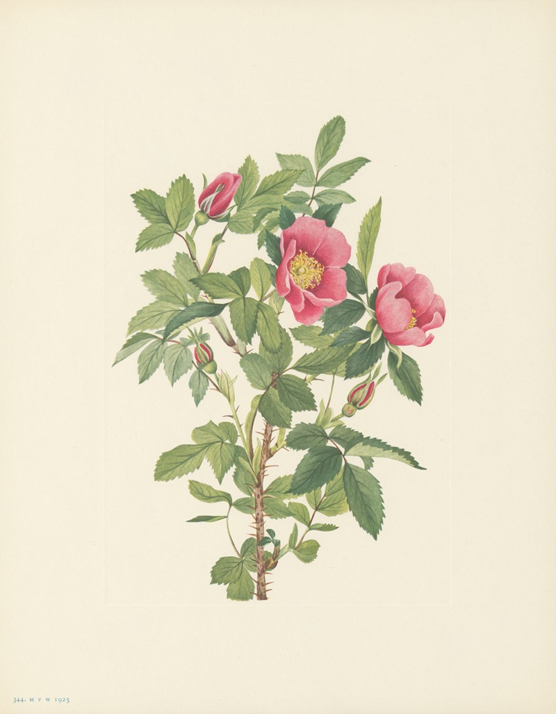 Mary Vaux Walcott - Bourgeau Rose (flower) (Rosa bourgeauiana)