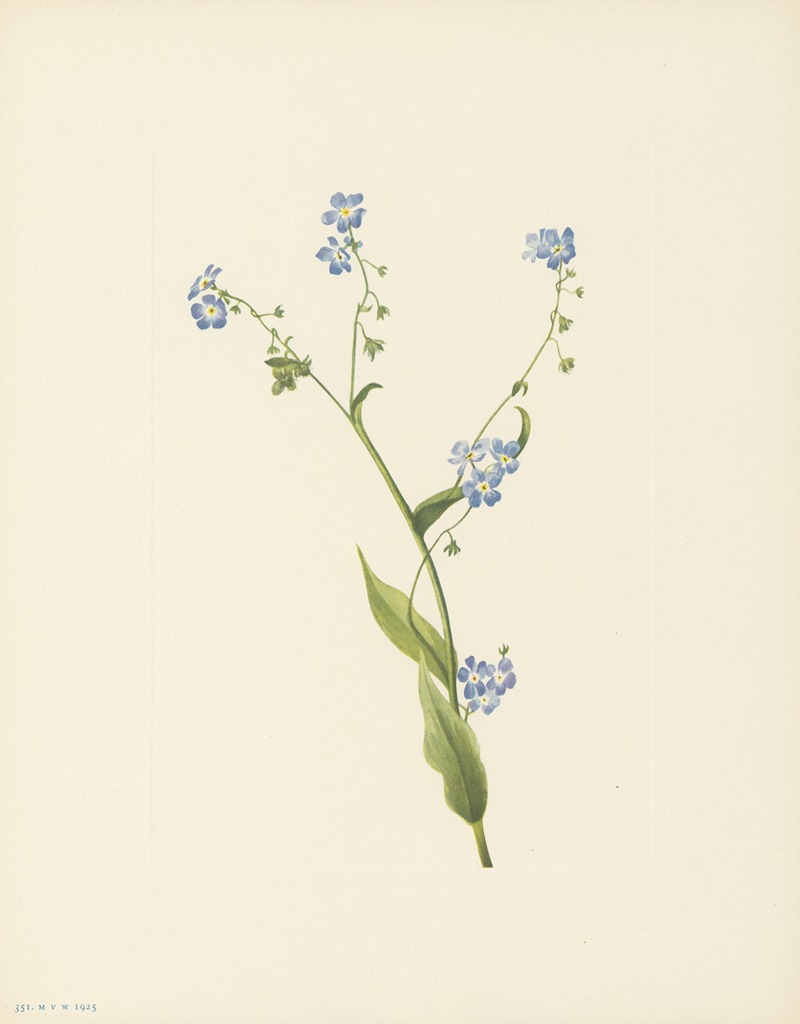 Mary Vaux Walcott - Bur-forget-me-not (Lappula diffusa)