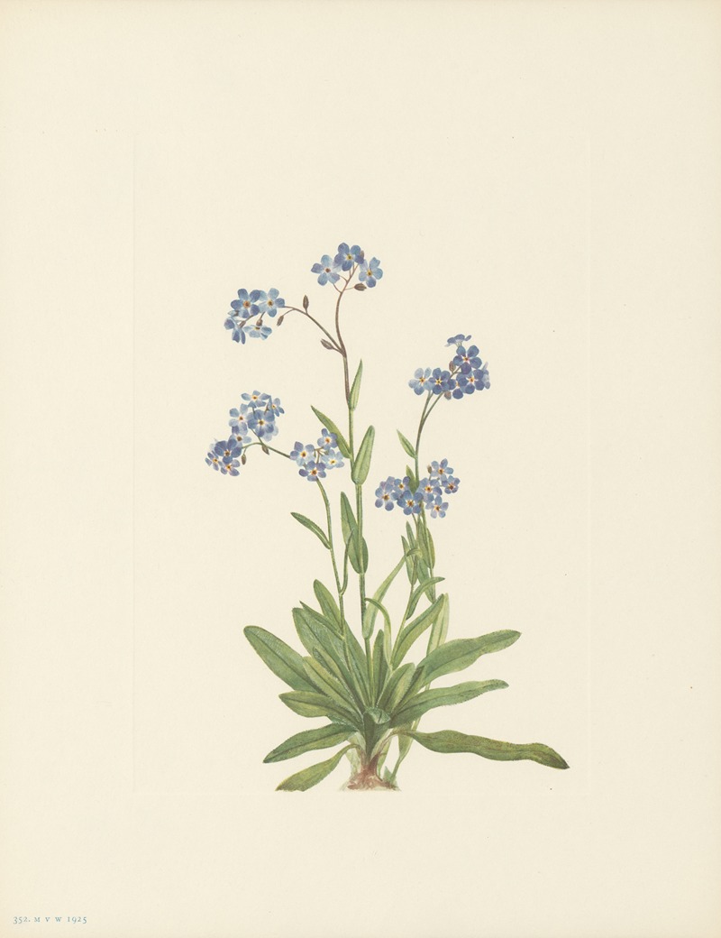 Mary Vaux Walcott - Alpine Forget-me-not (Myosotis alpestris)
