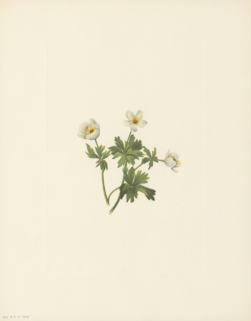 Mary Vaux Walcott - White Globeflower (Trollius albiflorus)