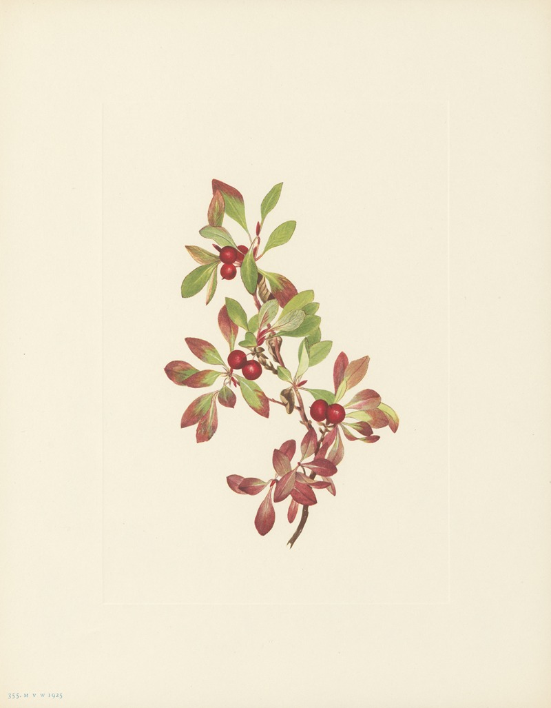 Mary Vaux Walcott - Ptarmiganberry (Arctous alpina)