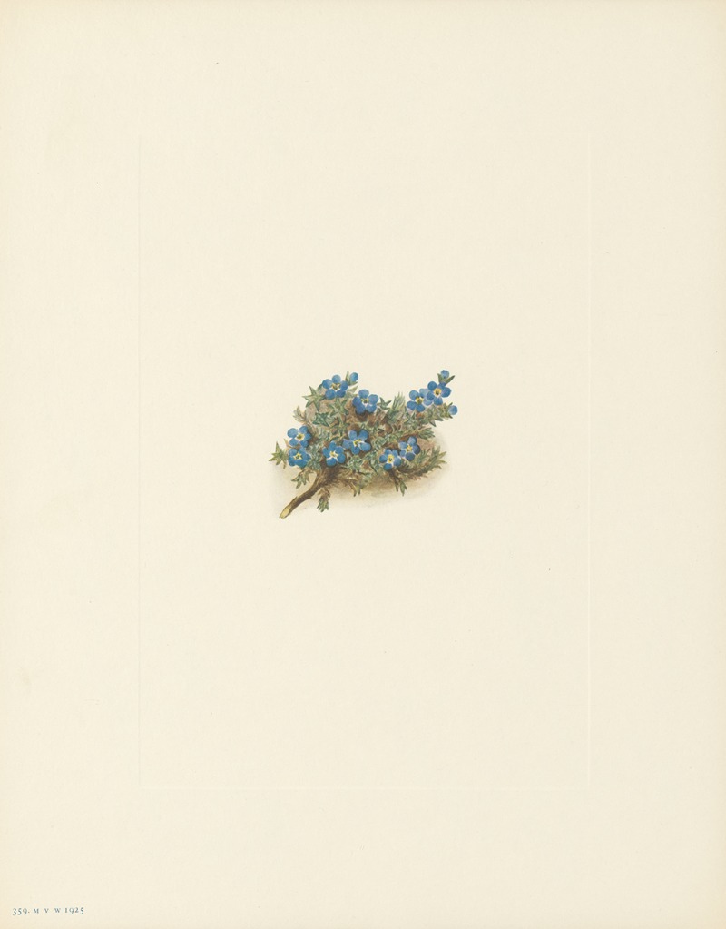 Mary Vaux Walcott - Moss Forget-me-not (Eritrichum elongatum)