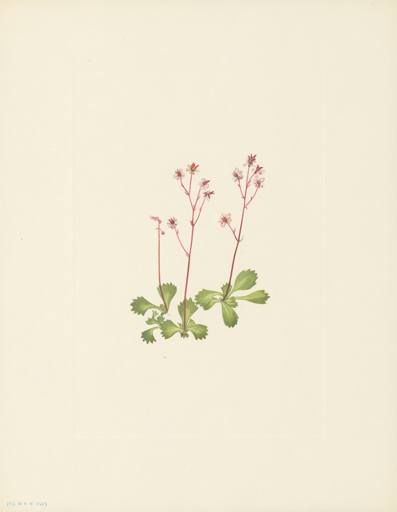 Mary Vaux Walcott - Redstem Saxifrage (Saxifraga lyallii)