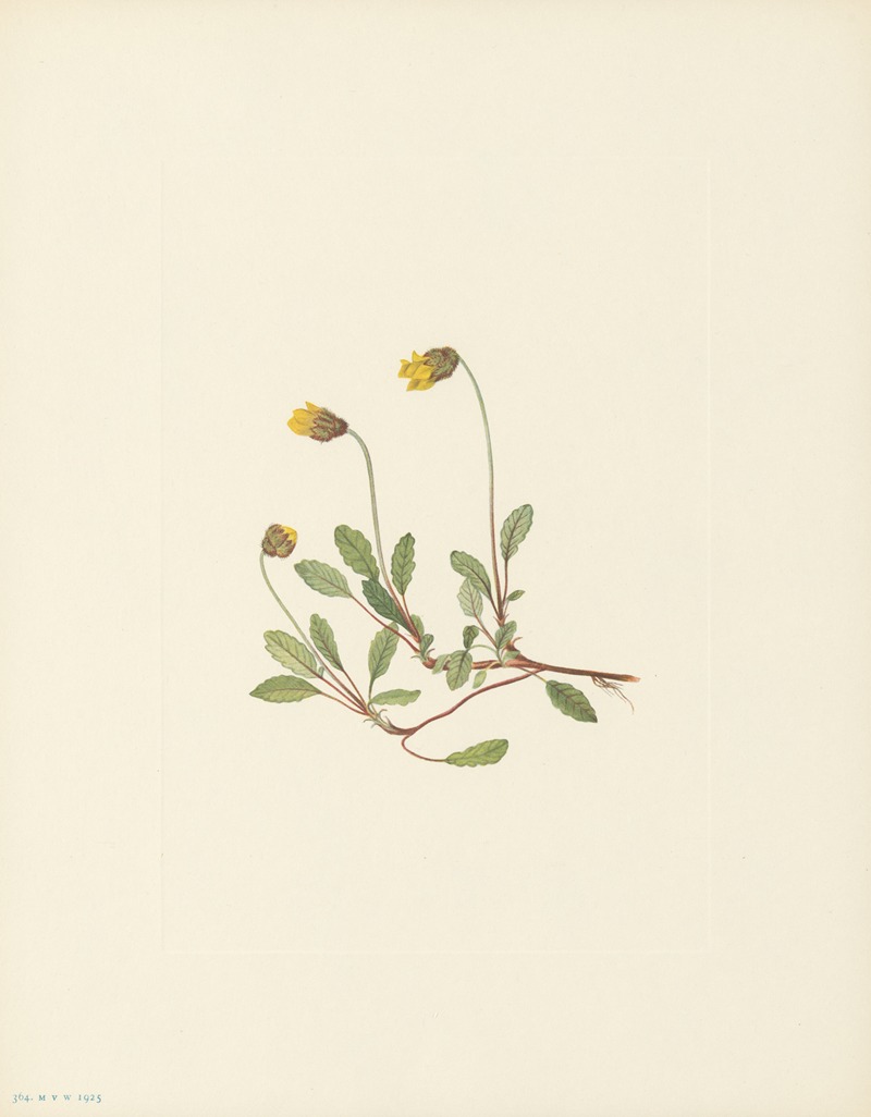 Mary Vaux Walcott - Yellow Dryad (flower) (Dryas drummondii)