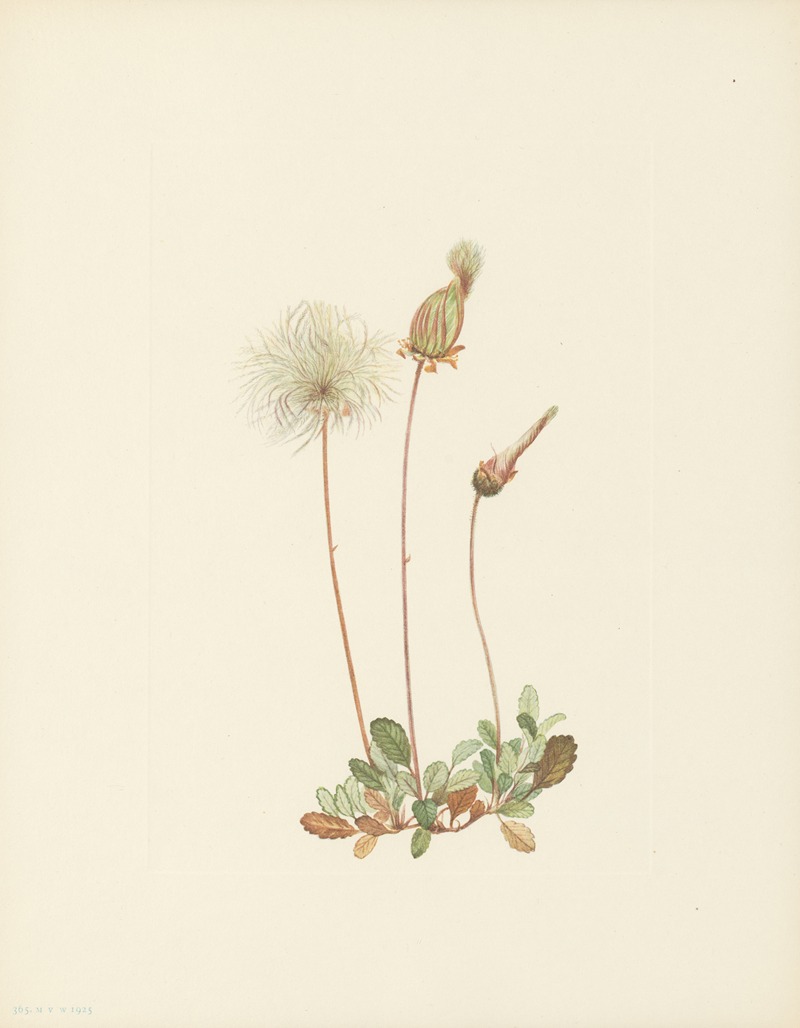 Mary Vaux Walcott - Yellow Dryad (fruit) (Dryas drummondii)