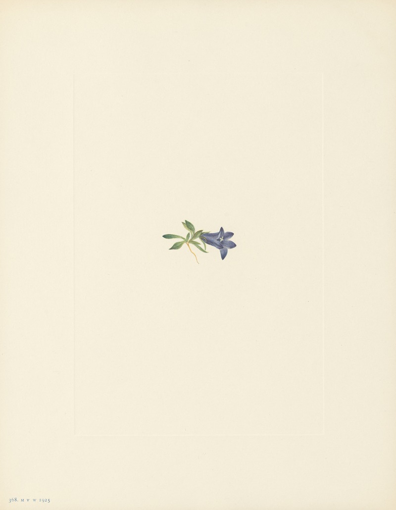 Mary Vaux Walcott - Alpine Harebell (Campanula Iasiocarpa)