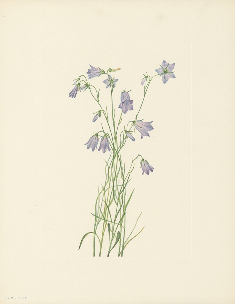 Mary Vaux Walcott - Harebell (Campanula rotundifolia)