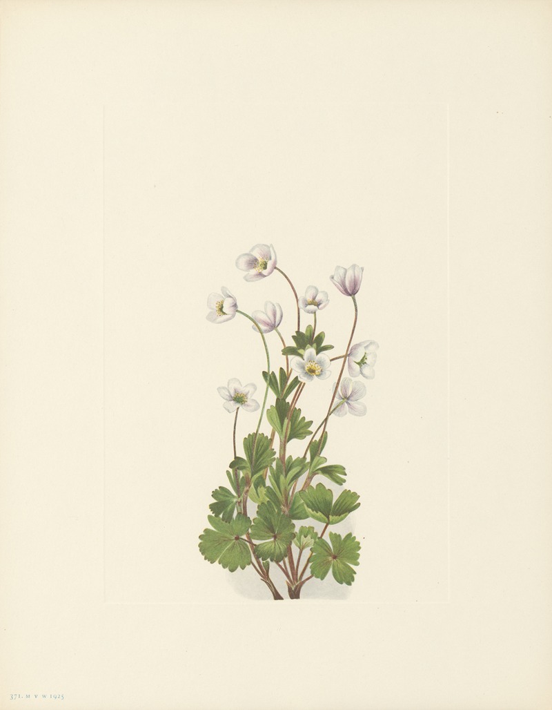 Mary Vaux Walcott - Northern Anemone (Anemone parviflora)