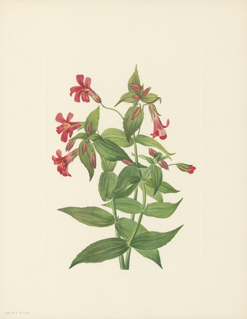 Mary Vaux Walcott - Lewis Monkeyflower (Mimulus lewisii)