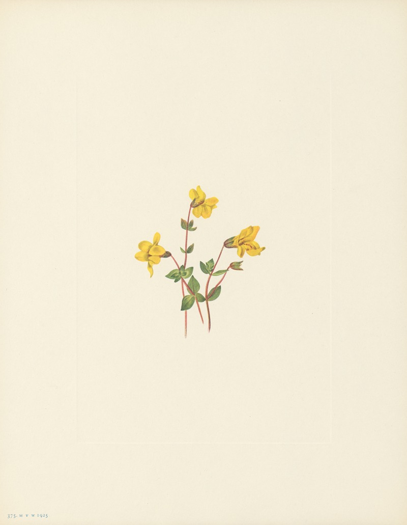 Mary Vaux Walcott - Alpine Monkeyflower (Mimulus caespitosus)