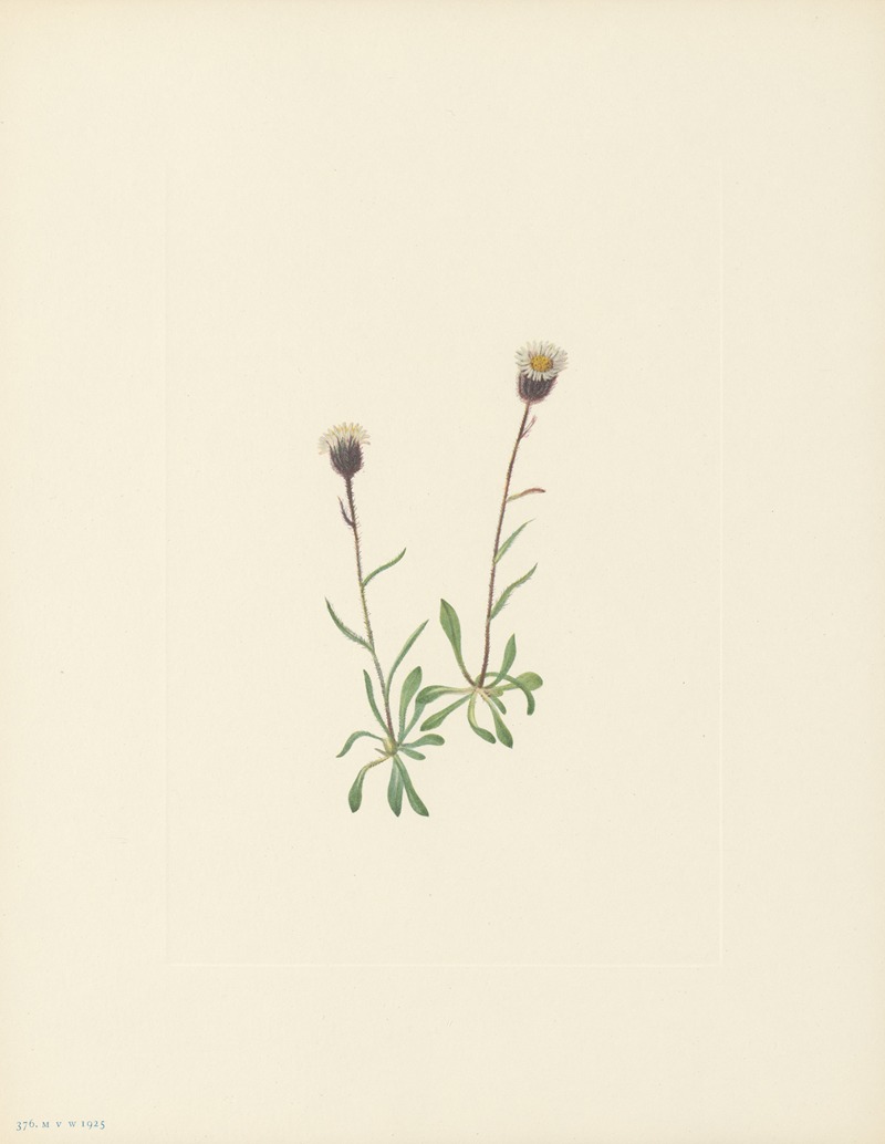 Mary Vaux Walcott - Aleutian Fleabane (Erigeron unalaschensis)