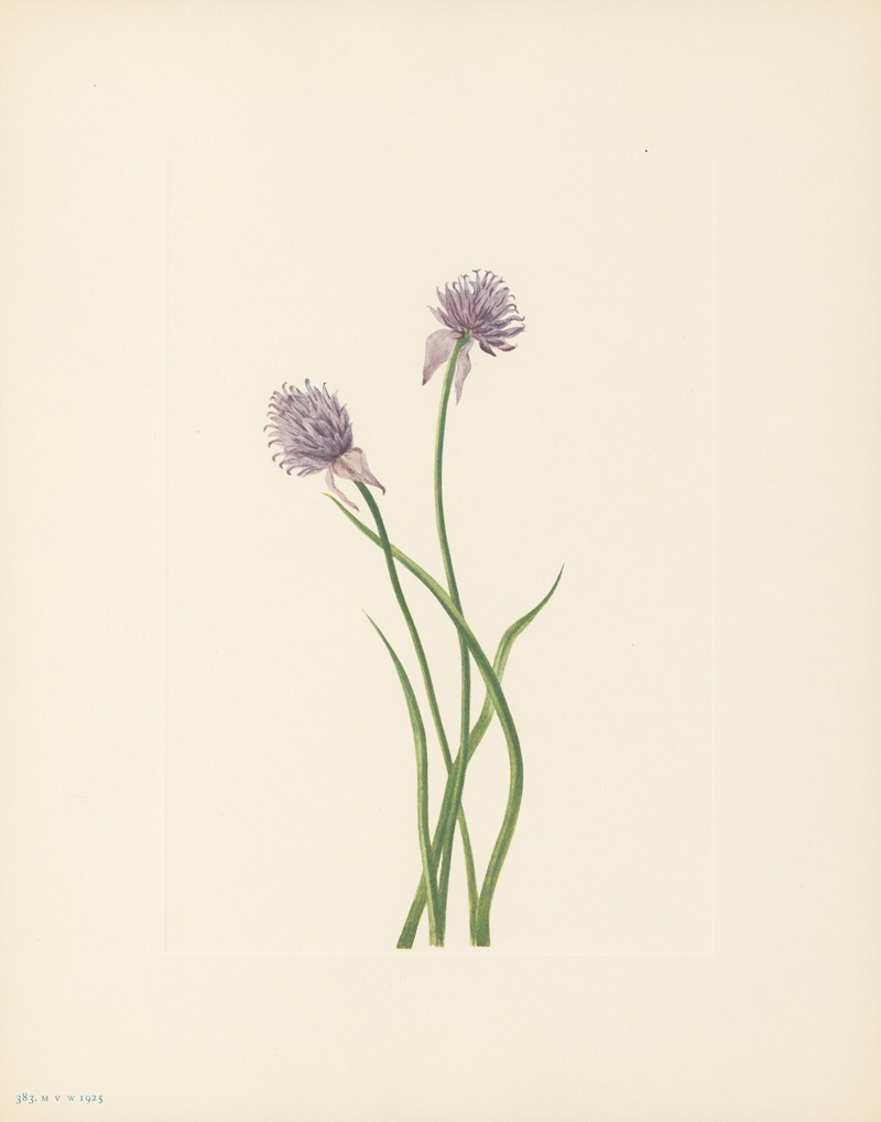 Mary Vaux Walcott - Siberian Onion (Allium sibericum)