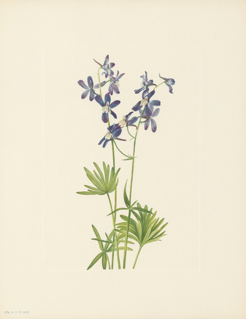 Mary Vaux Walcott - Slim Larkspur (Delphinium depauperatum)