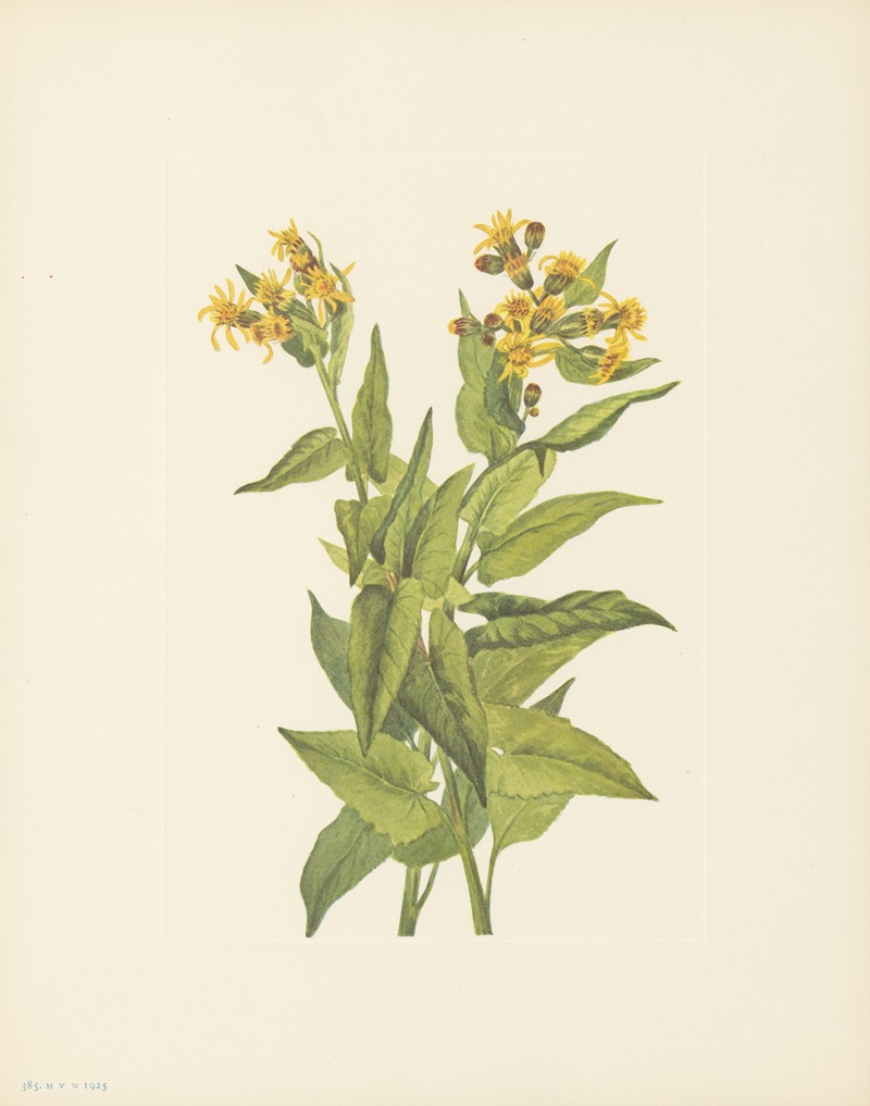 Mary Vaux Walcott - Arrowleaf Groundsel (Senecia triangularis)