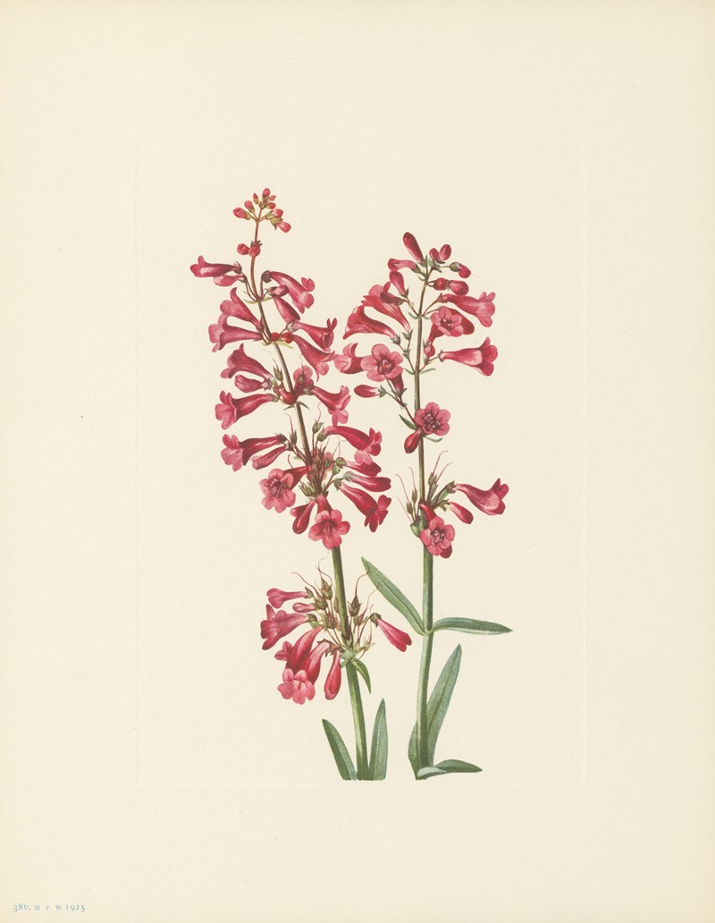 Mary Vaux Walcott - Wright Pentstemon (Pentstemon wrightii)