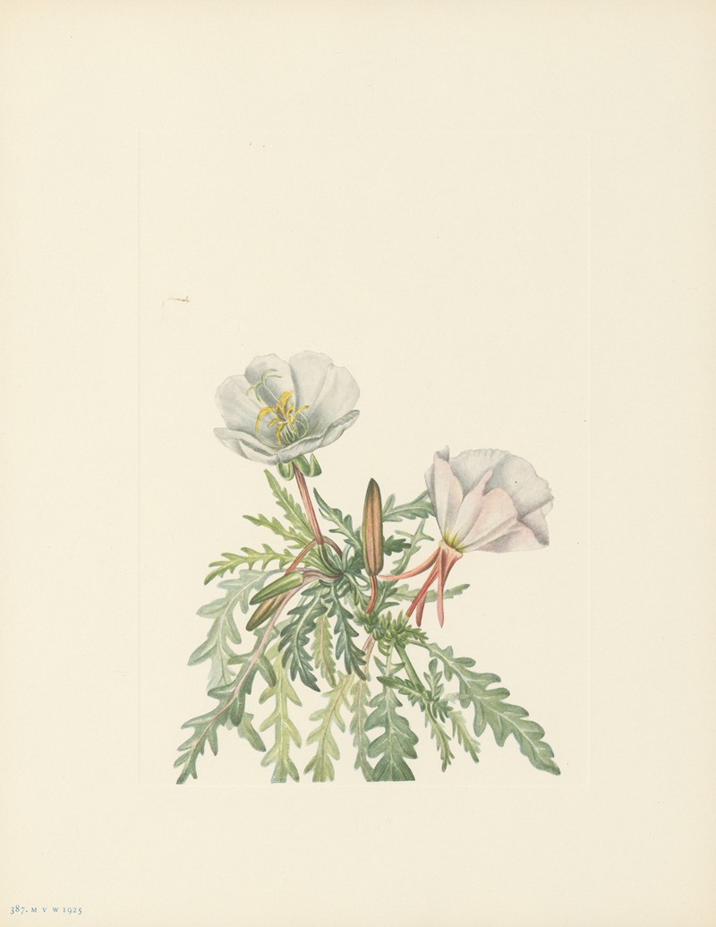 Mary Vaux Walcott - White Dawnrose (Pachyloplus marginatus)