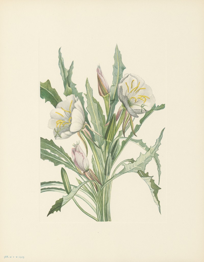 Mary Vaux Walcott - Evening-primrose (Pachyloplus hirsutus)