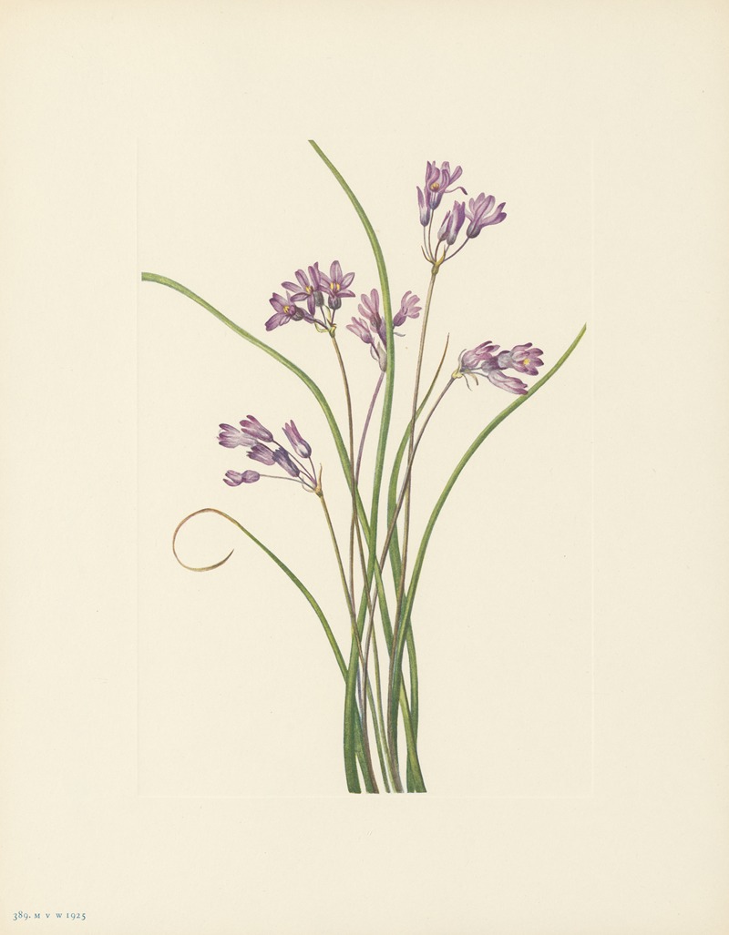 Mary Vaux Walcott - Clusterlily (Hookera pauciflora)