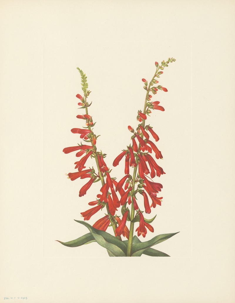 Mary Vaux Walcott - Fire Pentstemon (Pentstemon eatonii)