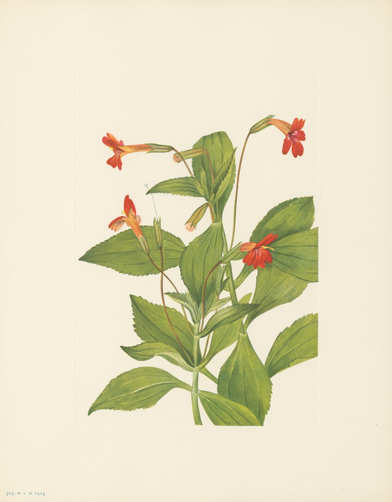 Mary Vaux Walcott - Cardinal Monkeyflower (Mimulus cardinalis)