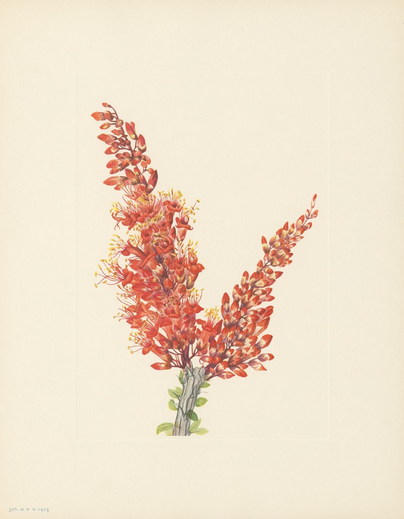 Mary Vaux Walcott - Ocotillo (Fouquieria splendens)