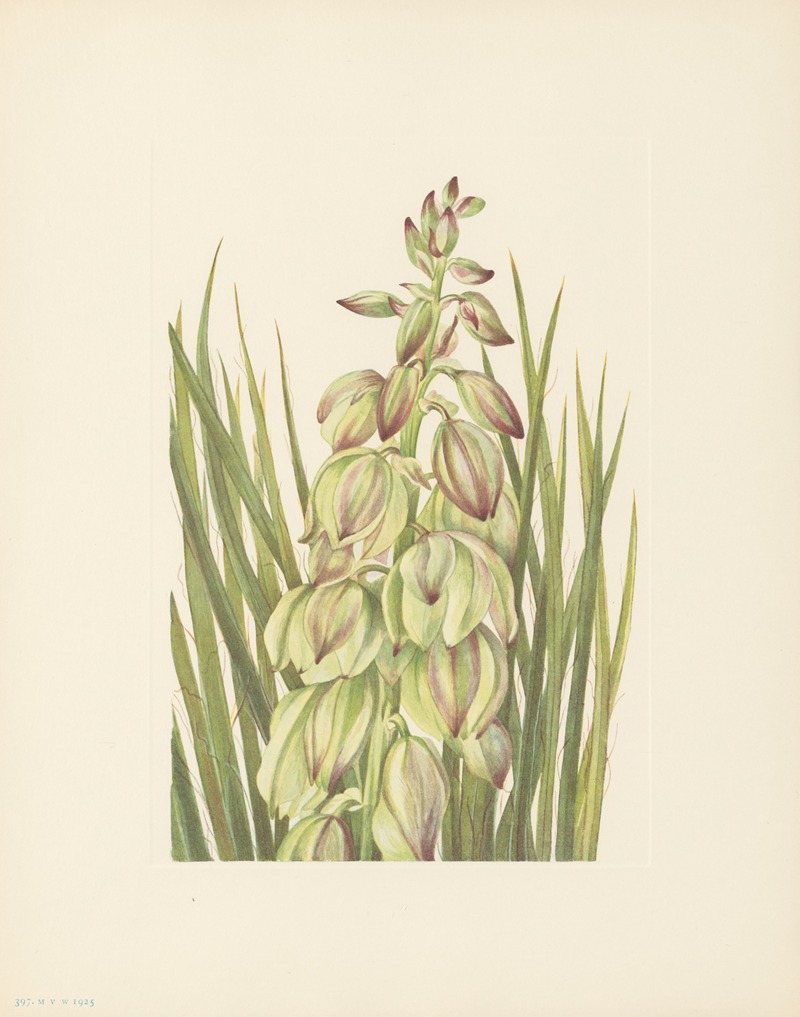 Mary Vaux Walcott - Yucca (Yucca baileyi)