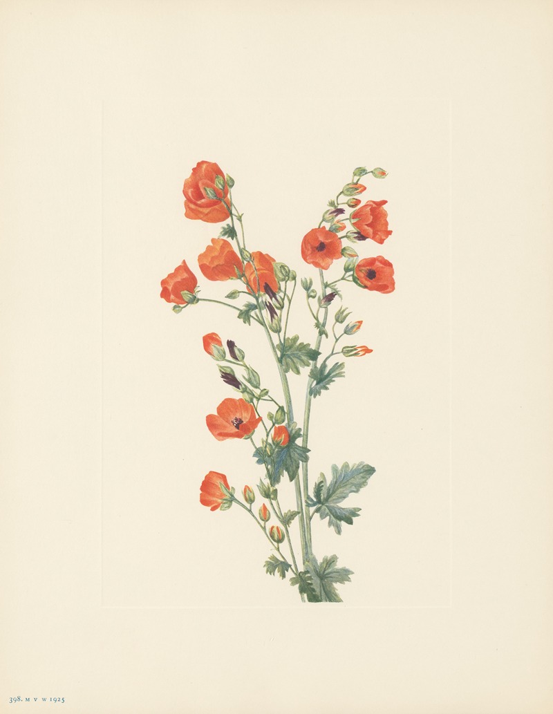 Mary Vaux Walcott - Scarlet Globe-mallow (Sphaeralcea grossulariaefolia)