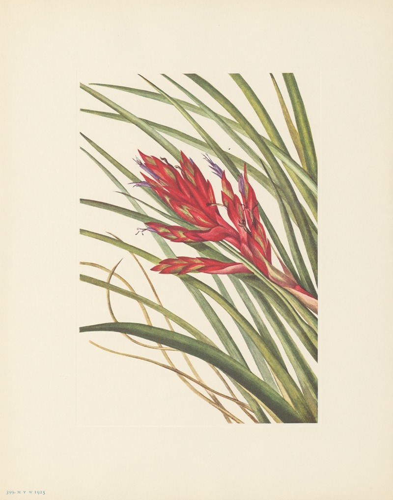 Mary Vaux Walcott - Quill-leaf Tillandsia (Tillandsia fasciculata)
