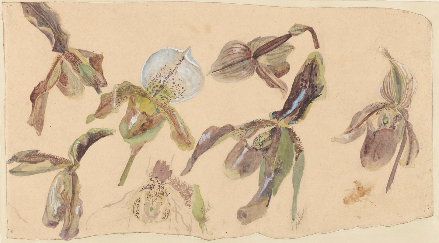 Willem van Konijnenburg - Zeven studies van orchideeën