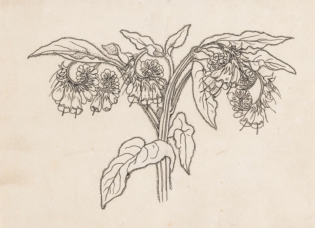 Willem Wenckebach - Smeerwortel
