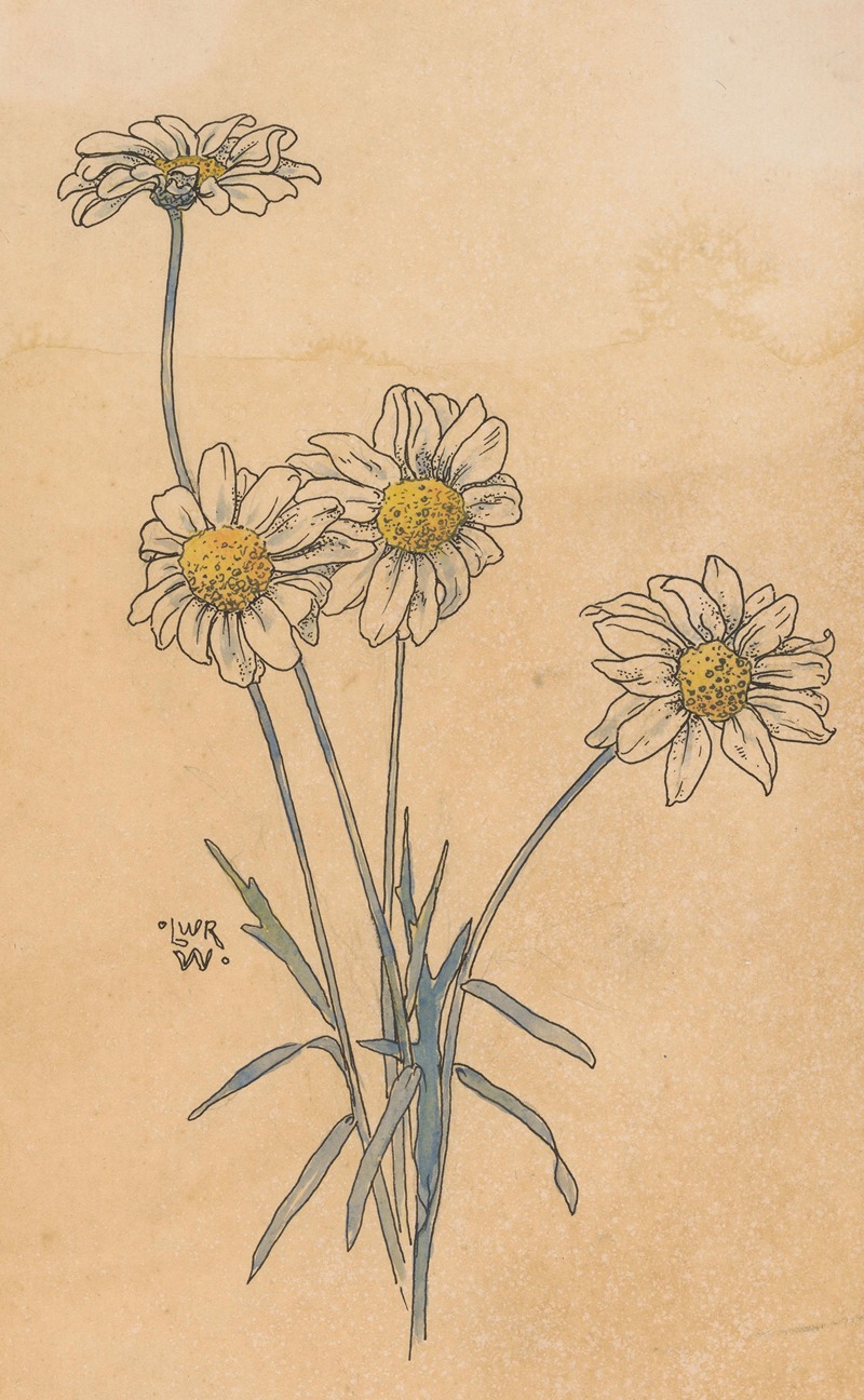 Willem Wenckebach - Witte margrieten