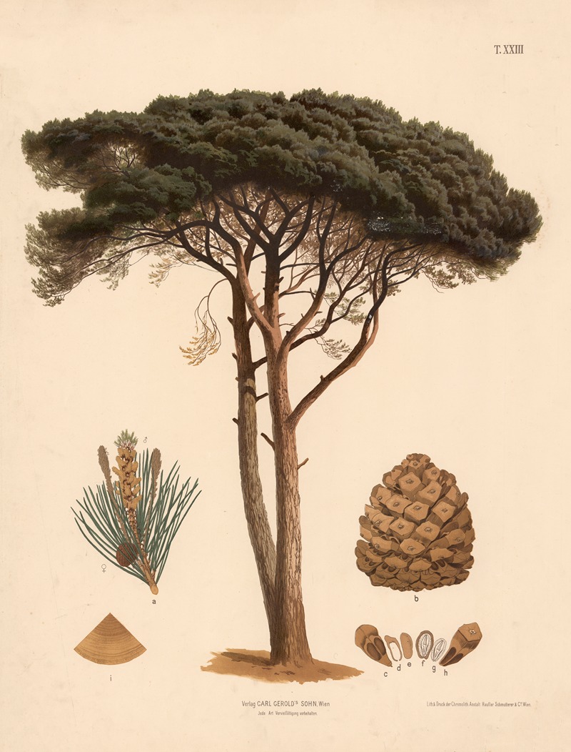 Pinje - Artvee