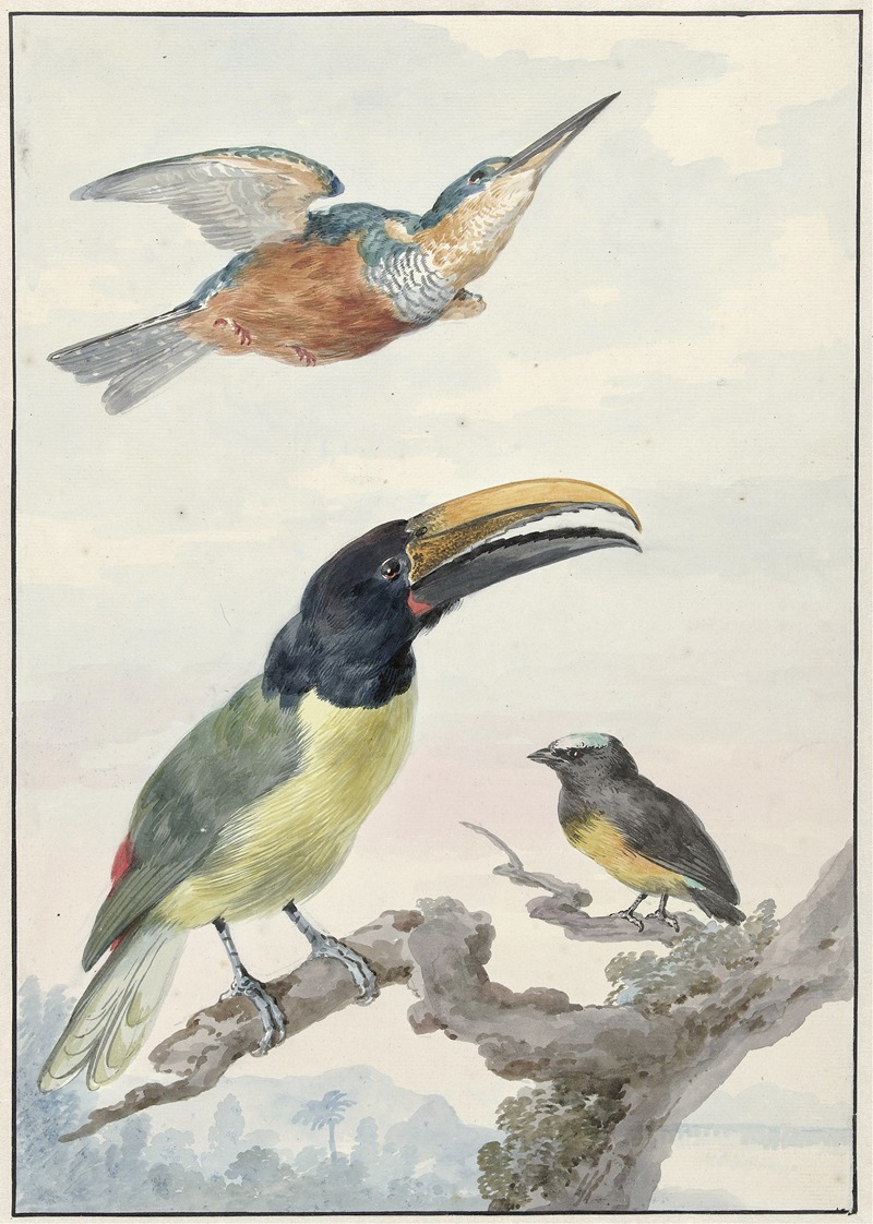 Aert Schouman - Drie vogels; een IJsvogel, een Prins von Wied’s Toekan en een Organist