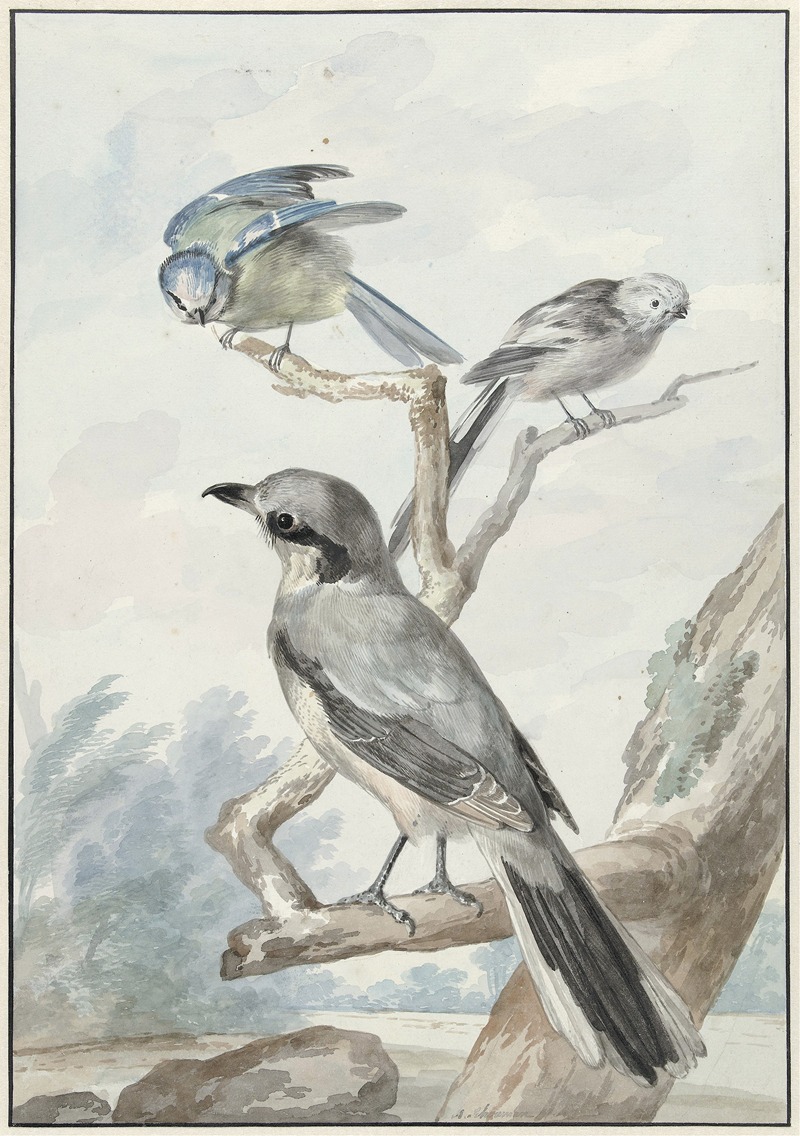 Aert Schouman - Drie vogels; een Staartmees, een Pimpelmees en een Klapekster of Grote Klauwier